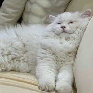 Meet your Posher, Xiao